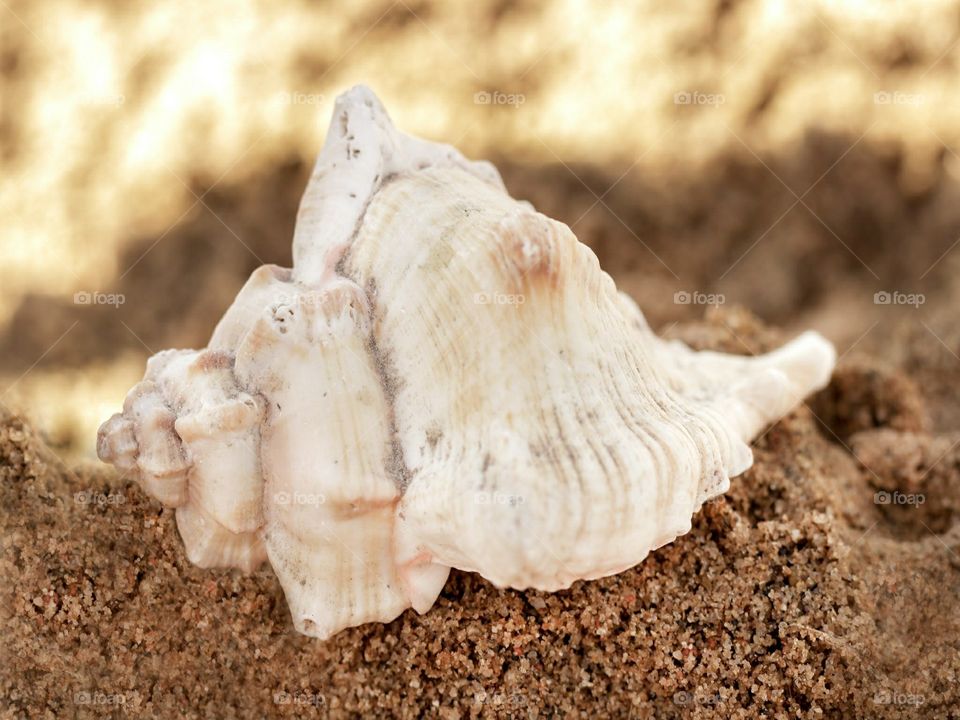 seashell