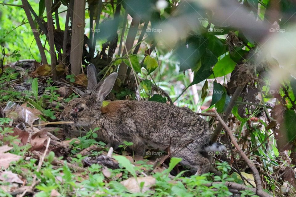 A wild rabbit in a wooded part of the city of Madrid