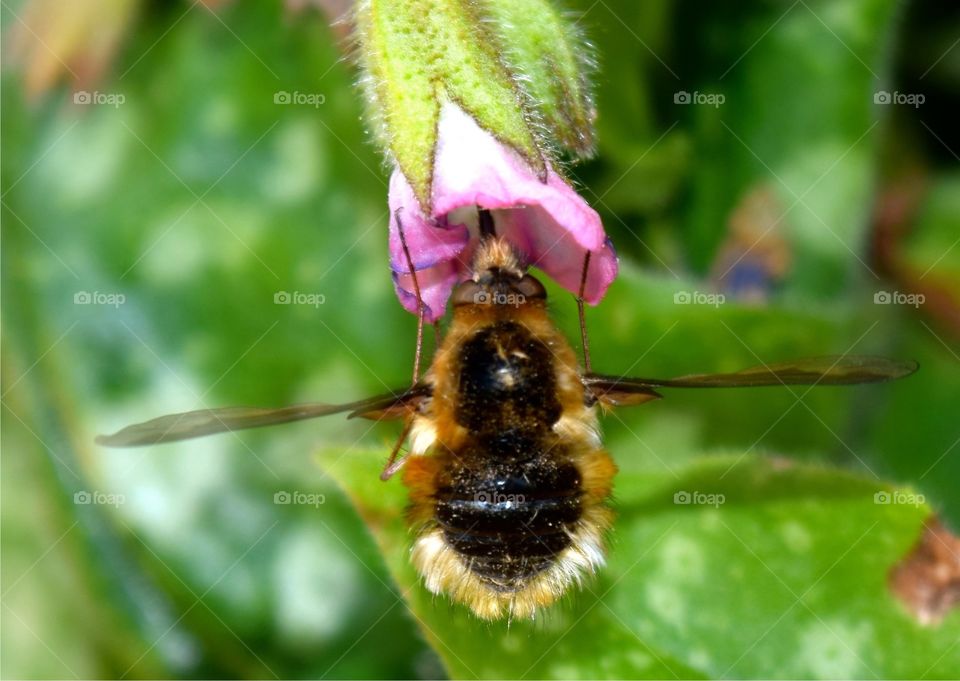 Large Bee-Fly, body of a Bee and face of a Mosquito! 