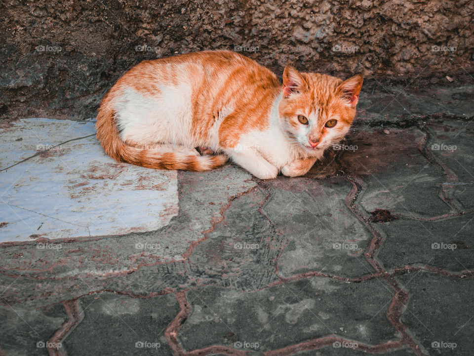 cats of Marrakech