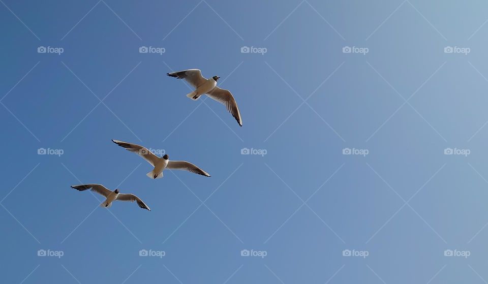 The power of three🕊️💙 Beautiful flight of birds in the sky💙🕊️