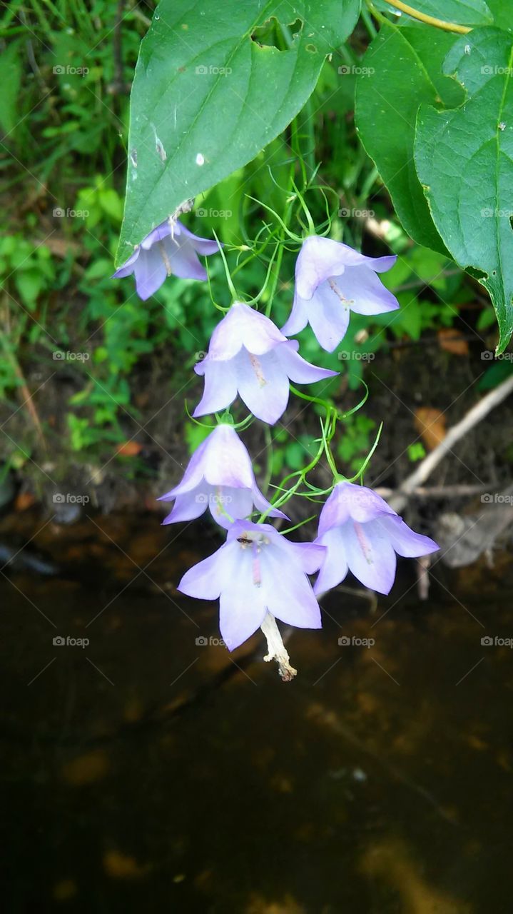 Flower, Nature, Flora, Leaf, Garden