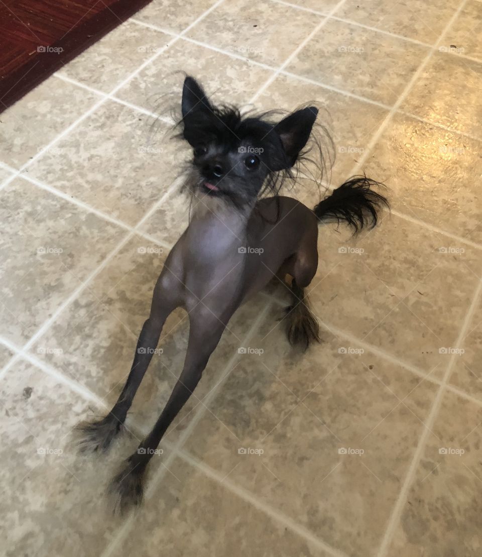 Chinese Crested “Whiskey” waiting for his snack.