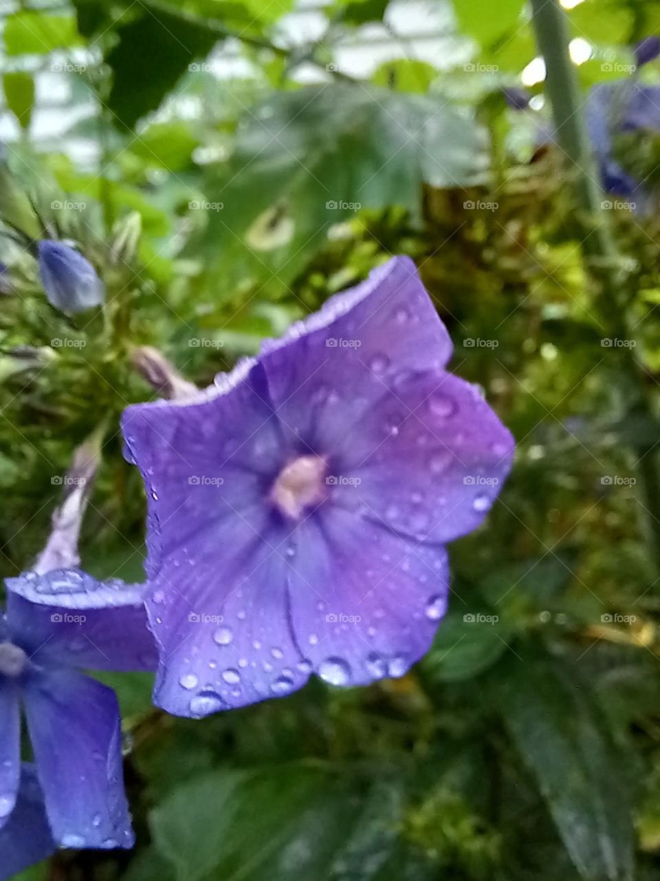 purple flowers, dipped in rain