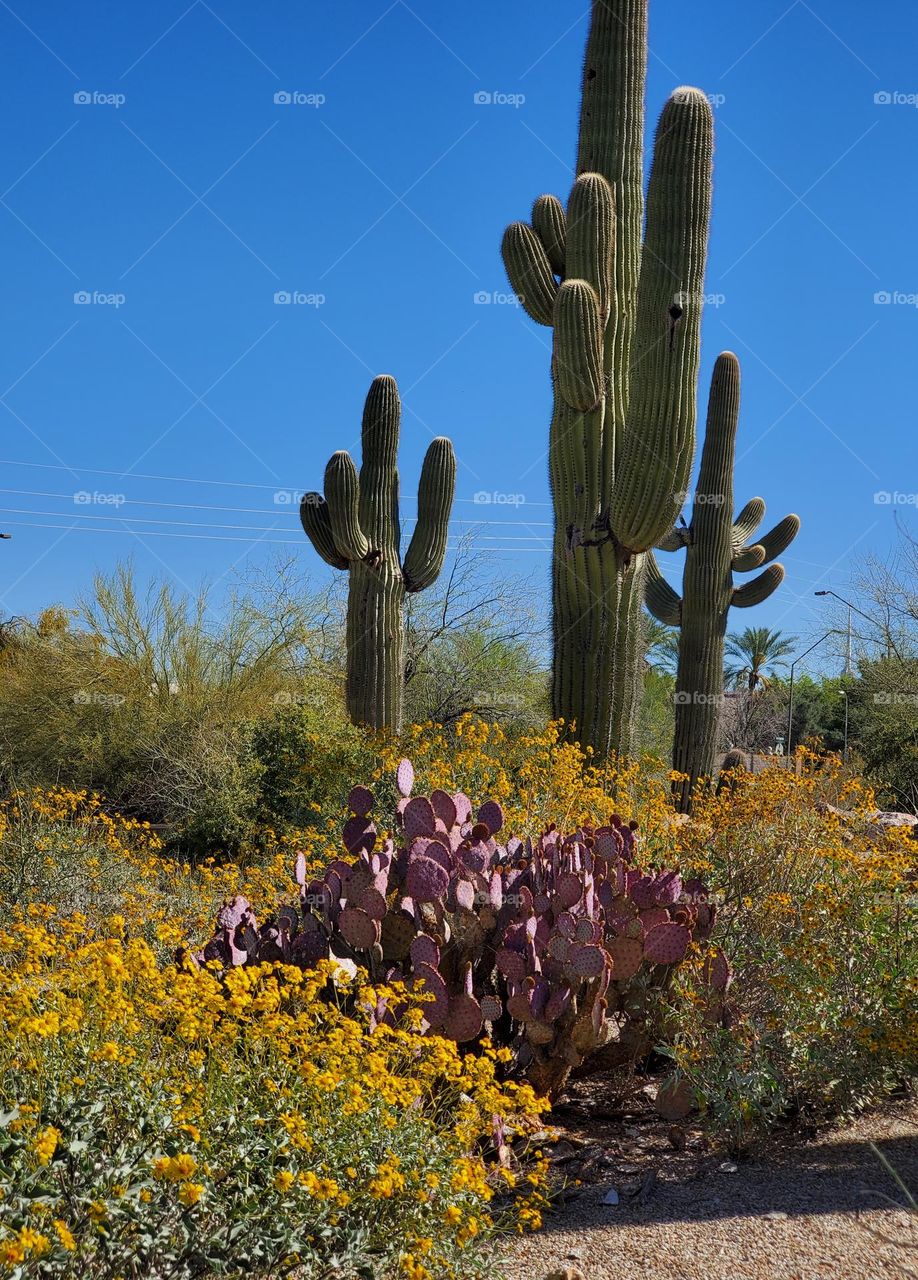 Cacti and Flowers in Arizona