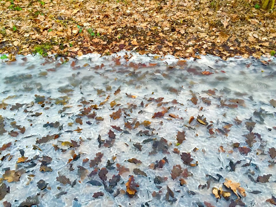 Frozen leaves on the ground 