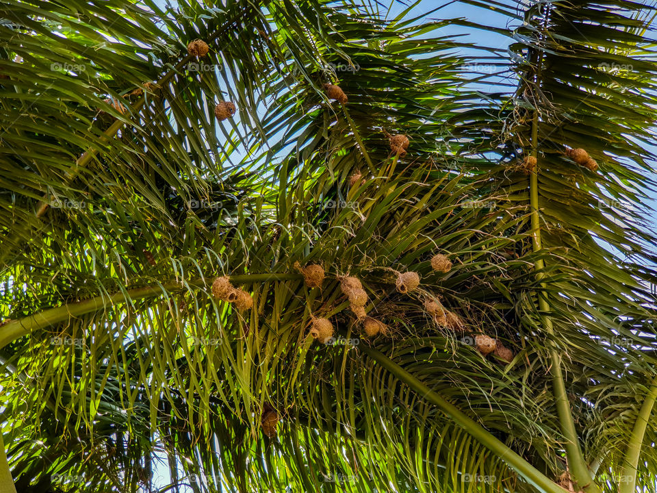 weavers nests in a palm tree