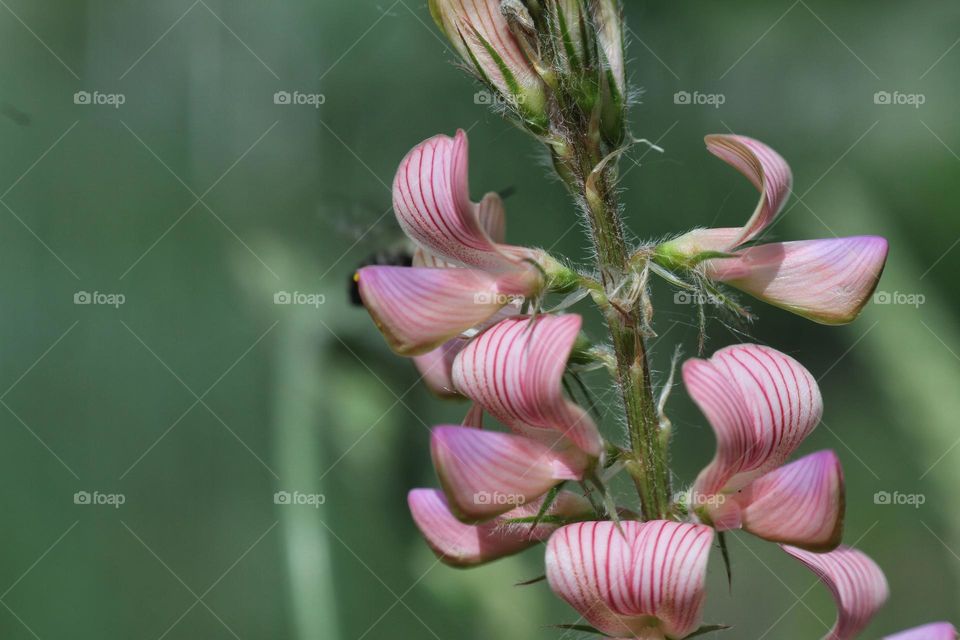 pink flower