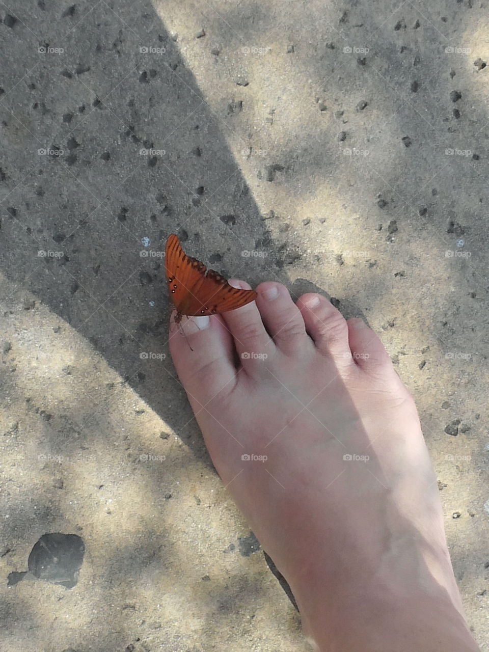 butterfly on foot