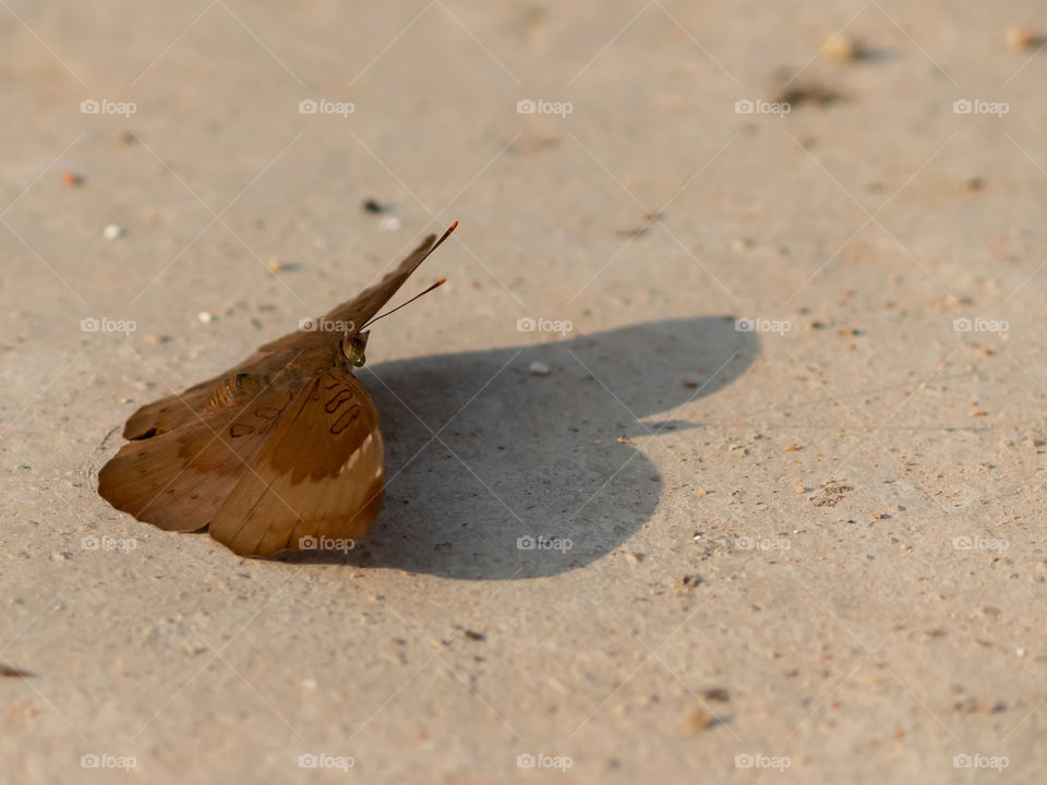 Beautiful Moth & Its Shadows