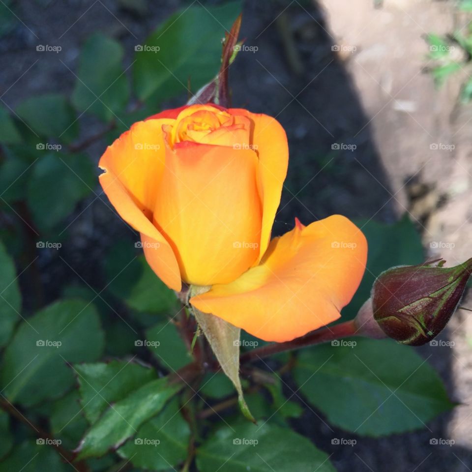 Flores do nosso jardim - para embelezar nosso dia! Como as cores são incríveis...