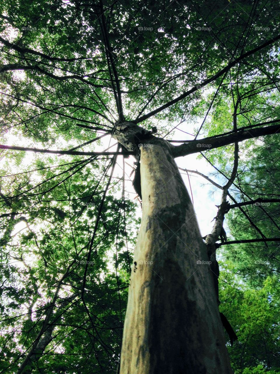 Looking up at a dead tree in the woods. The tree has no bark left on the tree. A storm would easily take this tree down.