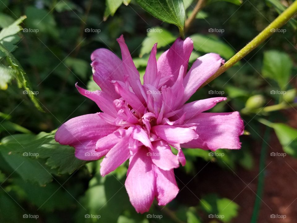 beautiful rose of sharon flower