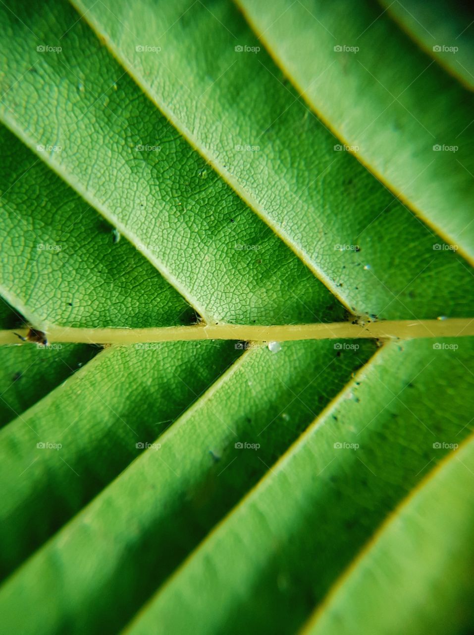 leaf