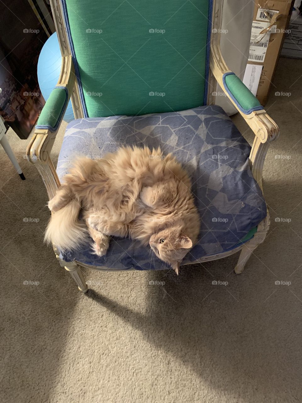 Cat on a chair