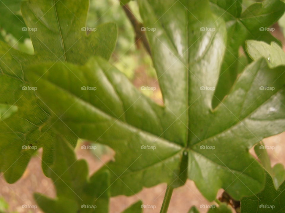 A Leaf Close Up