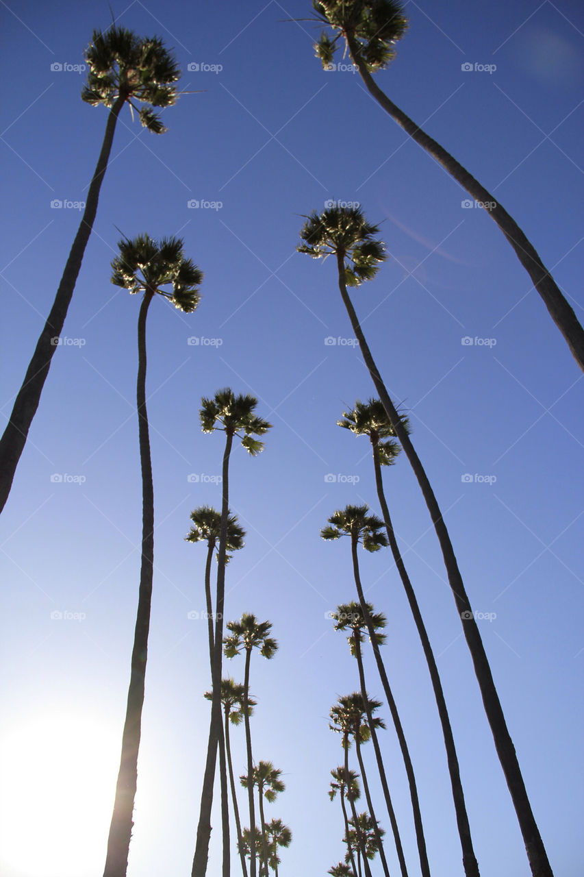 sky palm sun california by daflux