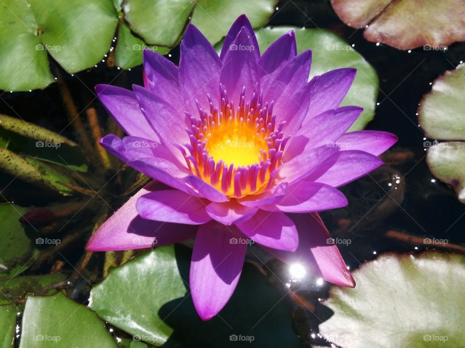 Purple lotus floating on water