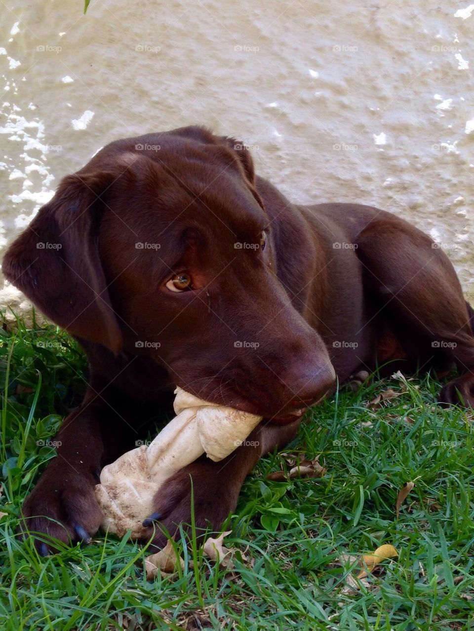 nature dog pet chocolate by guilherme.degani