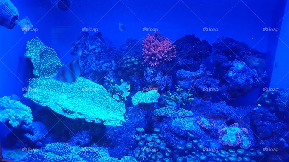 Aquarium ~ blue ~ coral ~ sea