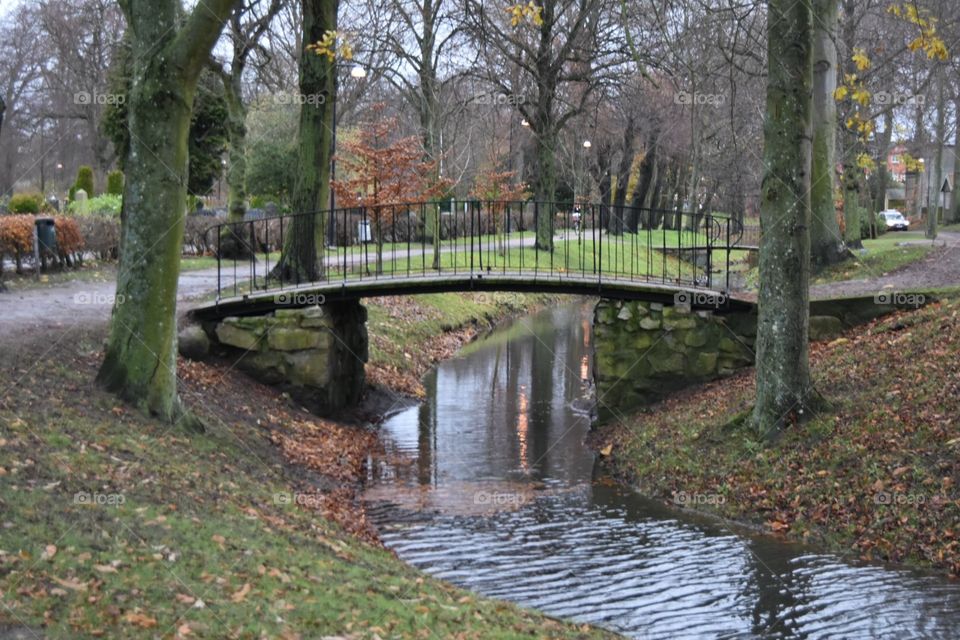 Bridge, Tree, Fall, Park, Water