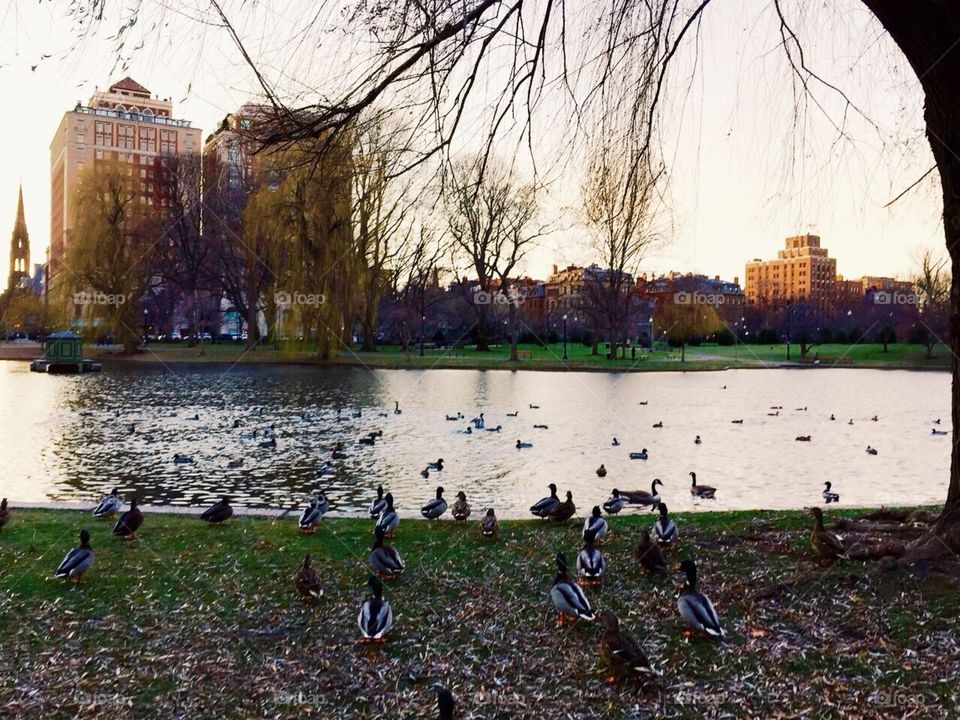 Duck pond