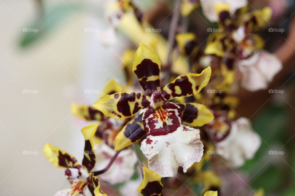 Tiger-like orchids