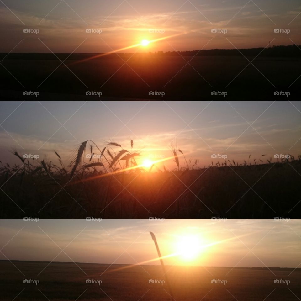 Sun sunset field summer