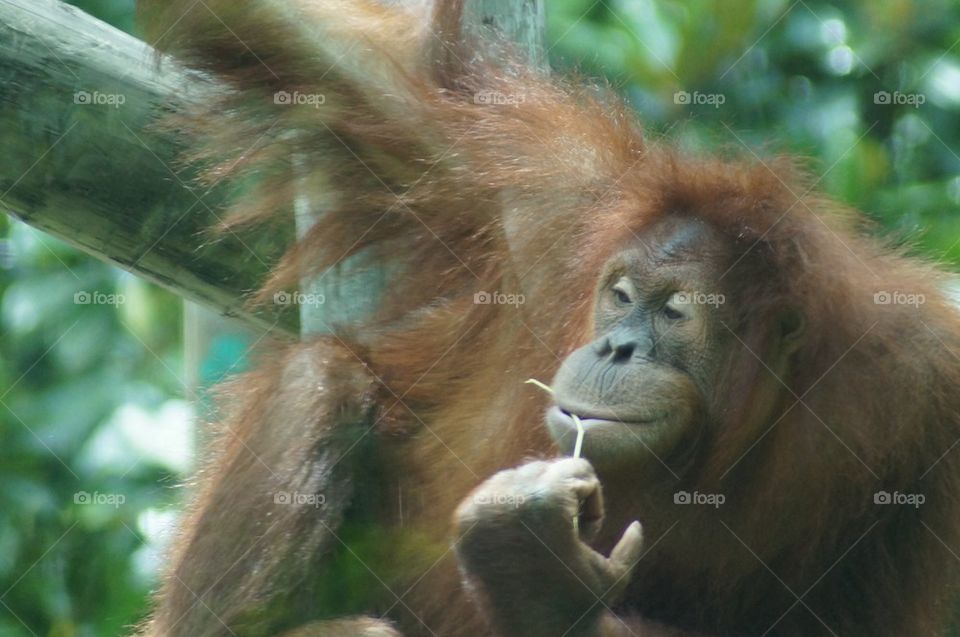 View of orangutan in zoo