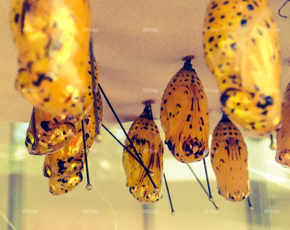 Cocoon