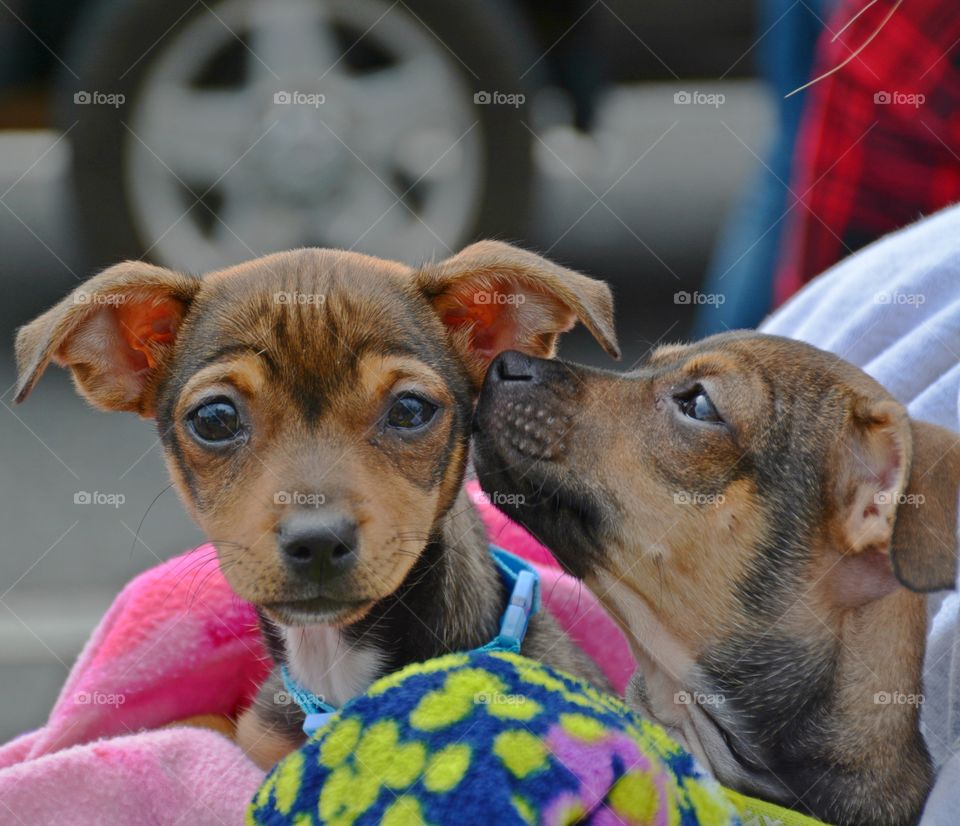 
Cats and dogs - Brother and sister Chihuahuas - Don't you wish that your dog could stay a cute little puppy forever? Well, all dogs have to grow up — but these canines will certainly stay puppy-sized forever