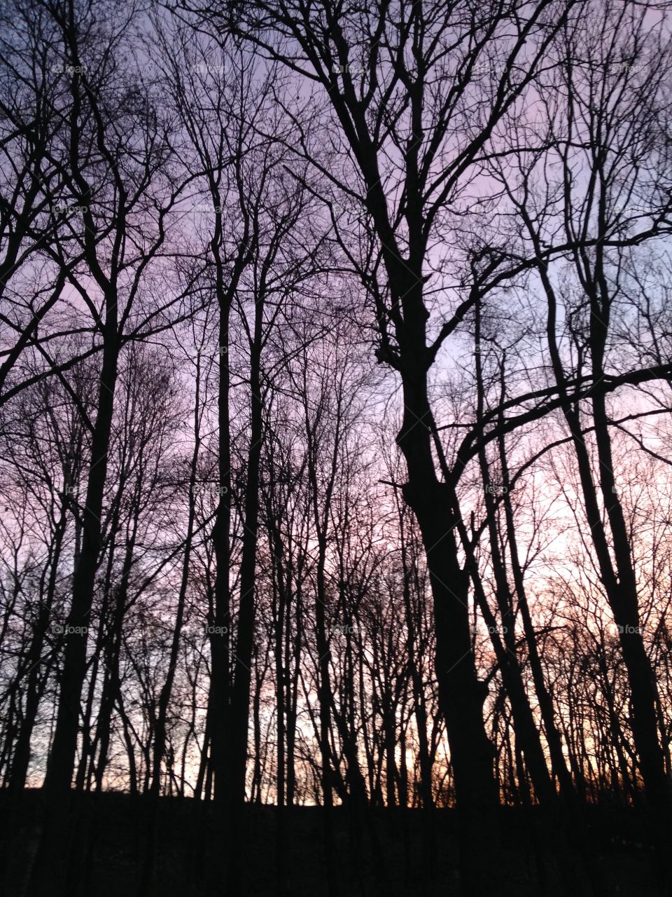 Morning trees