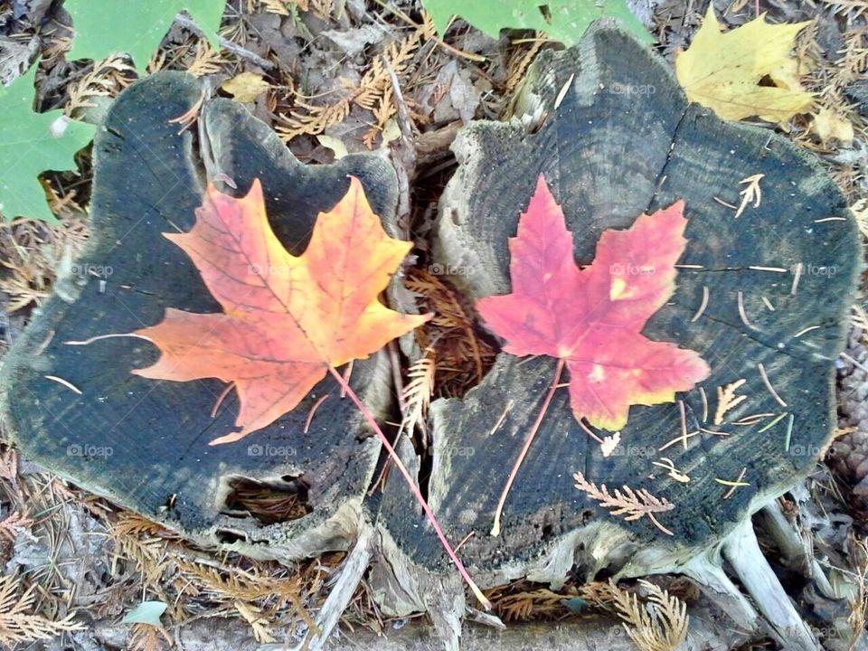 Two leafs ( Nature) Falls colors 