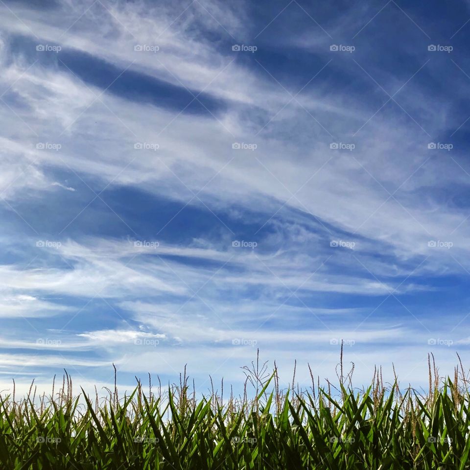 Top of a corn field beautiful blue sky and clouds 
