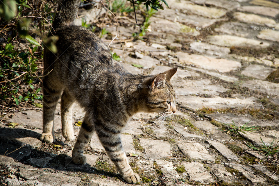 Close-up of a tabby cat