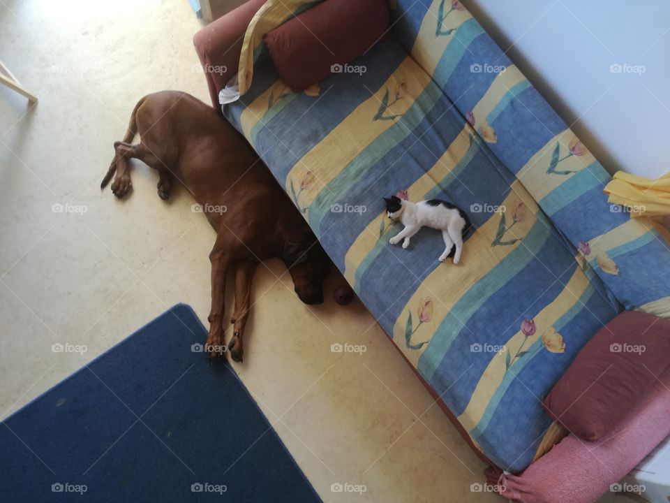 lazy pets from above