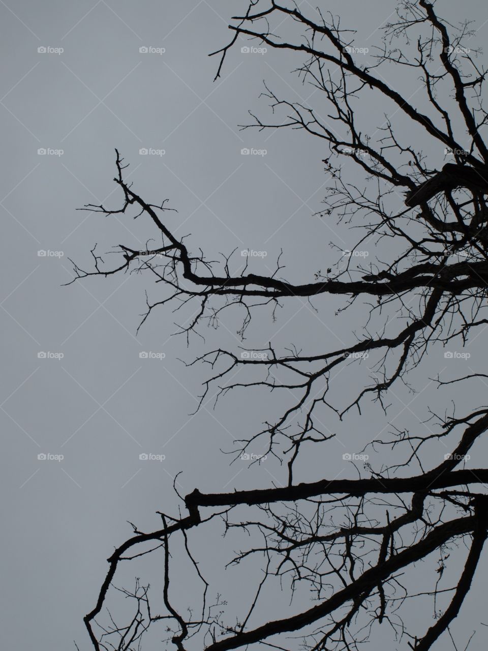 Tree branches 