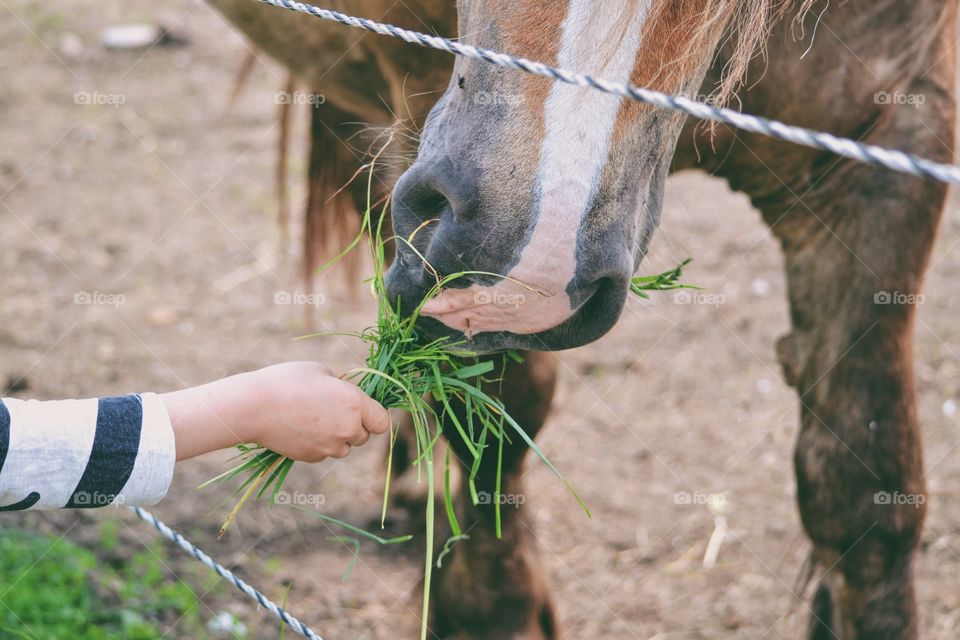 Child giving a horse grass