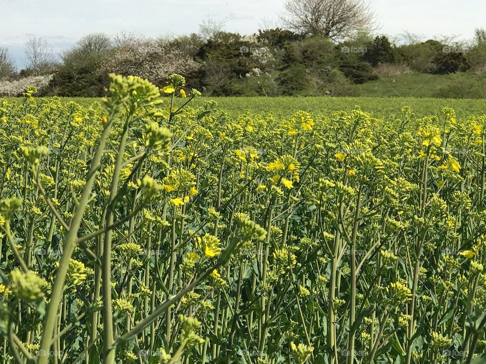 Field, Landscape, Agriculture, Nature, Flora