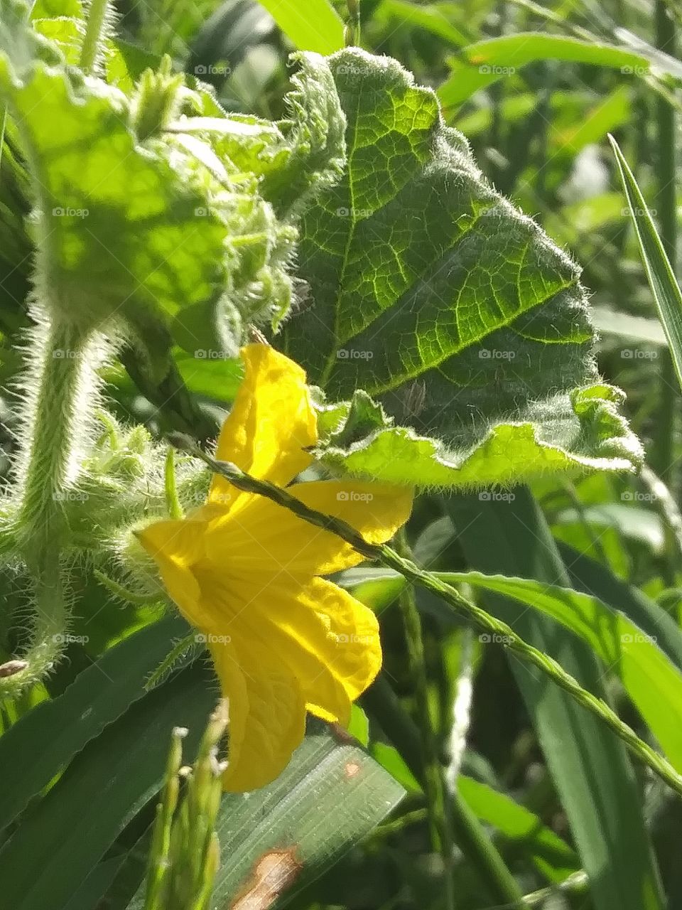 cucumber blossom