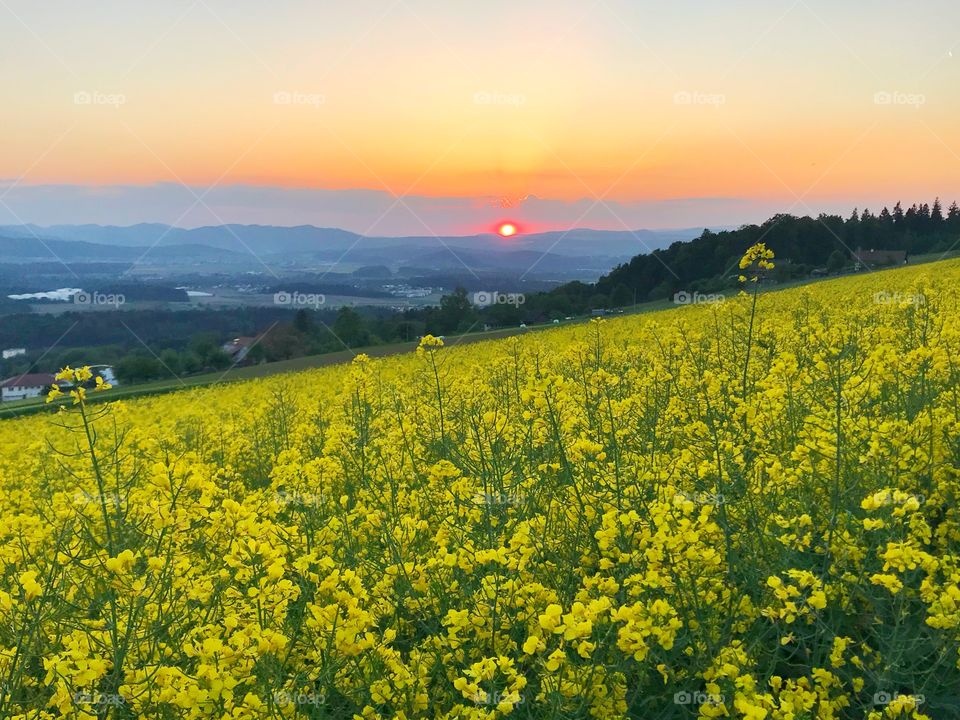 Yellow flowers field at sunset 