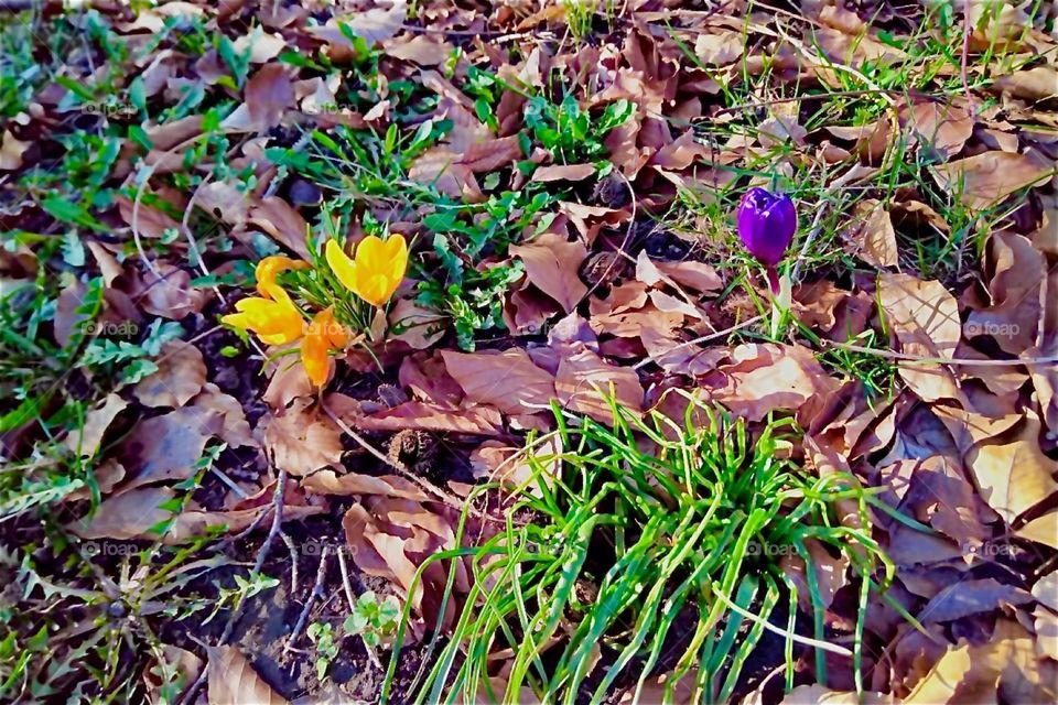 Spring is definitely on its way in rural „Bavaria“, Germany as is evidenced by plants sprouting up everywhere and beginning to bloom as we can see here in the example of these pretty little yellow flowers. 2024. Hypnotic Productions