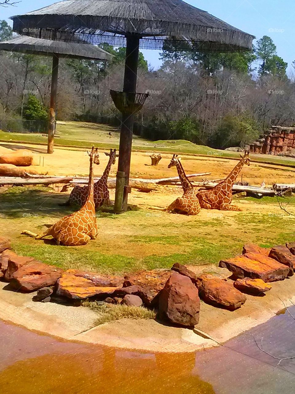 giraffes resting
