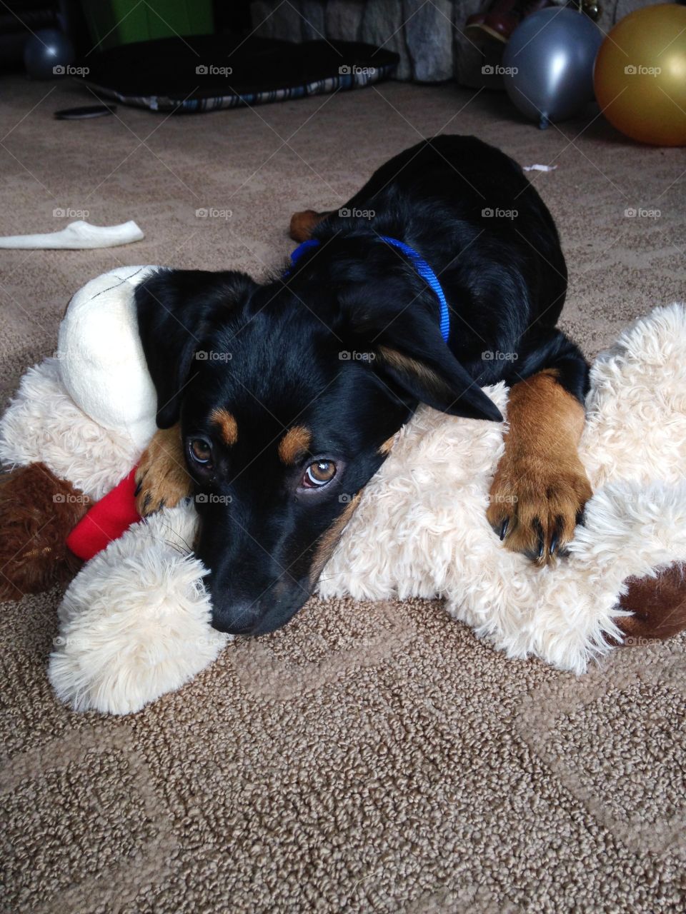 Jake cuddled up with his toy!