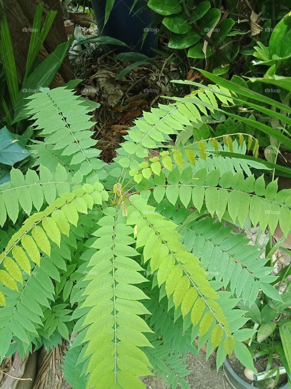 Tropical pot plant