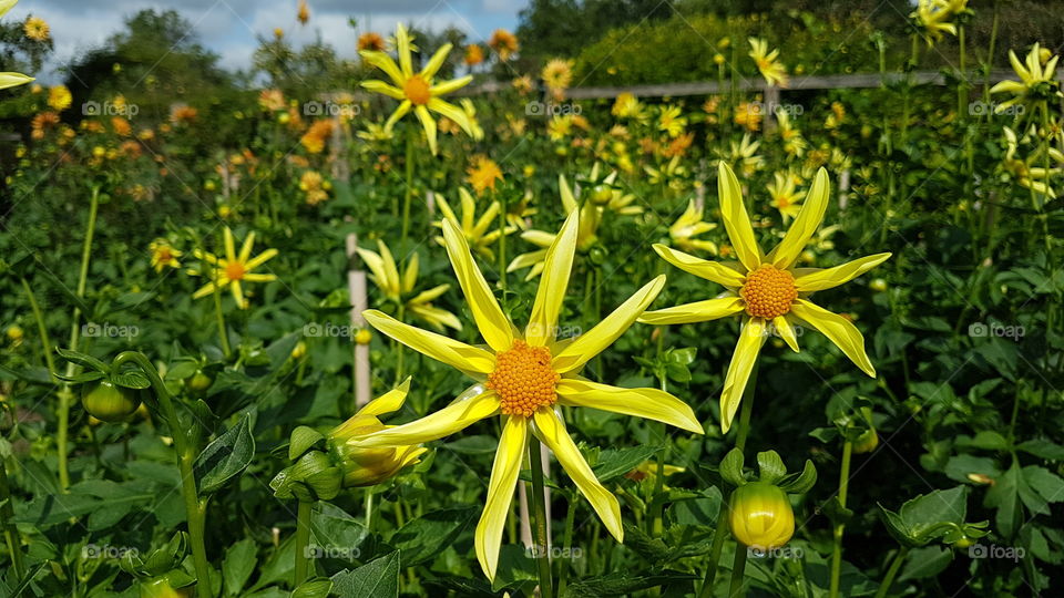Beautiful yellow flowers 