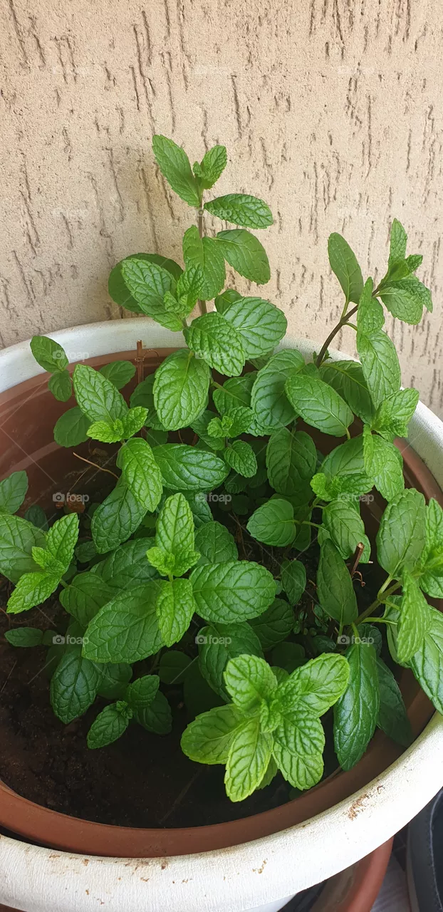 my mint