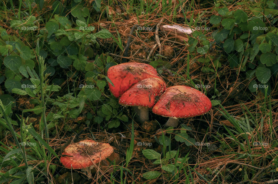 Sampioene , sampioene .