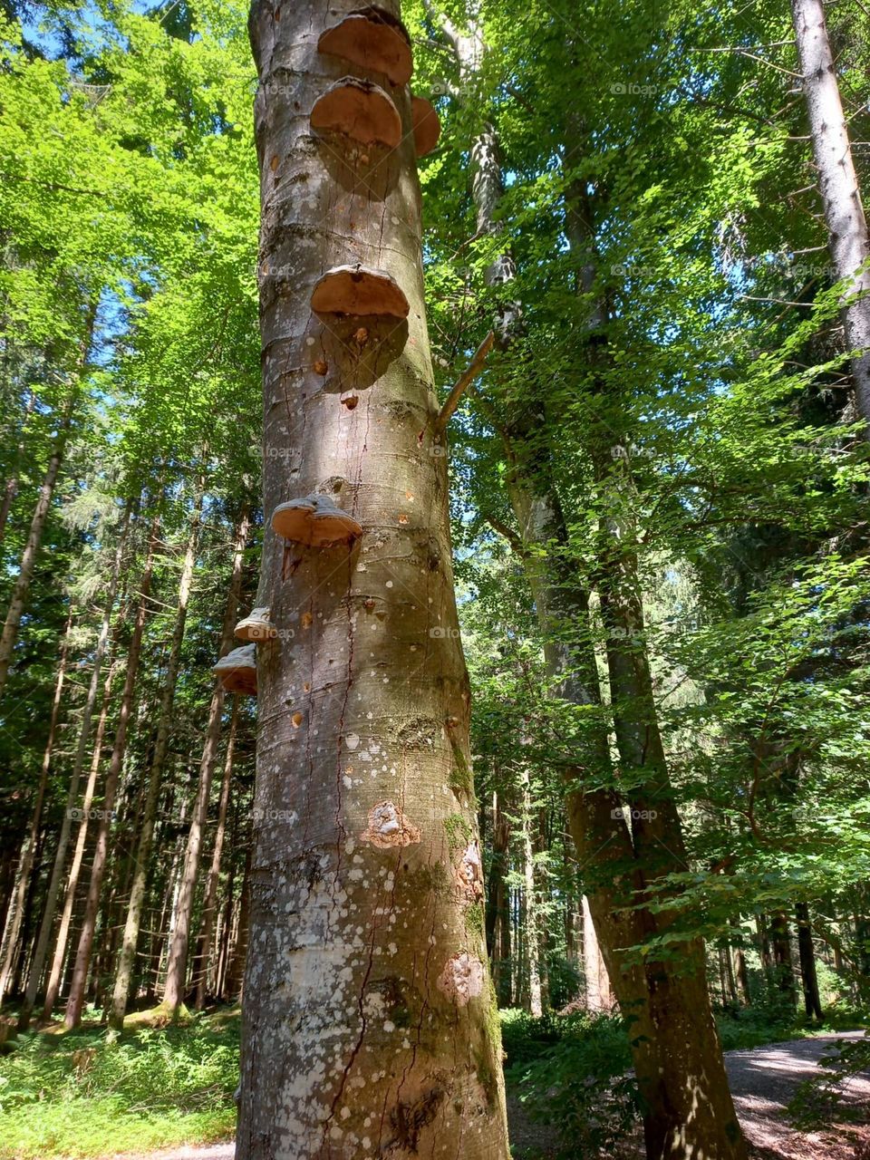 Tree Fungi in the Forest