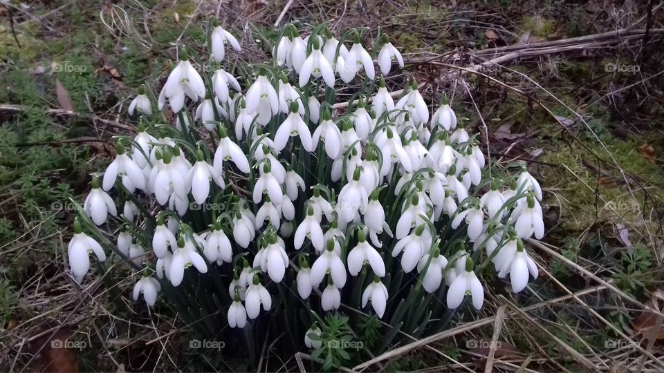 Close up of wild snowdrops in a field in the countryside 
